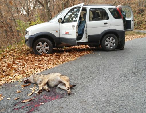 Giovane lupa investita e uccisa da un'auto sulla Strada Provinciale di Verna