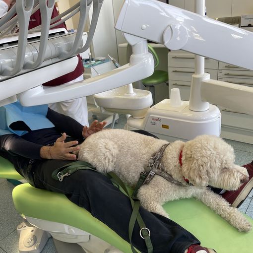 cane sulla sedia del dentista