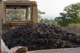 Vendemmia Piemonte, Cia Agricoltori Italiani: «Buone prospettive stagionali per le aziende scampate alla grandine&quot;