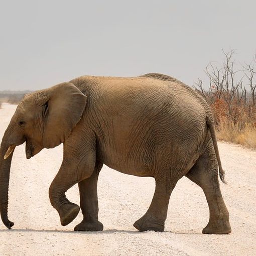 Contro il traffico delle specie protette: a Torino presentazione del &quot;Calendario CITES&quot;