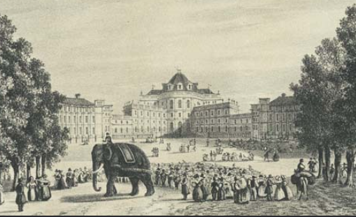 Elefante a Stupinigi in foto archivio storico di Torino