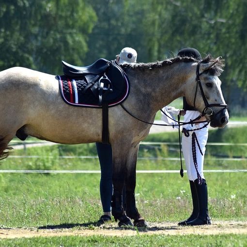 Cavallo
