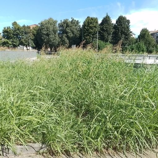 Mirafiori sud, in piazza Santi Apostoli l'erba alta arriva fino ad 1,5 metri di altezza