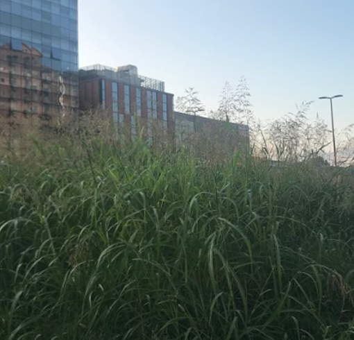 Erba alta a Torino, la giungla urbana rende pericolose le rotonde: allarme in città