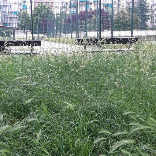 Torino, l'erba alta diventa un pericolo anche per Fido
