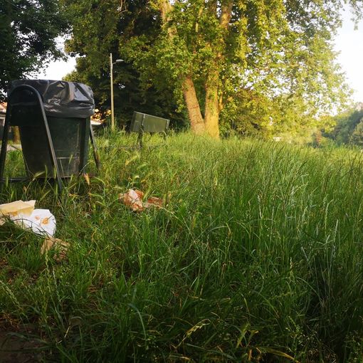 erba alta e panchine