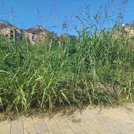 erba alta zona via bologna