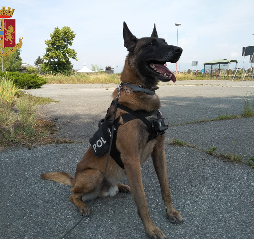 Il cane Evan scova la droga nel doppio fondo di un cassetto