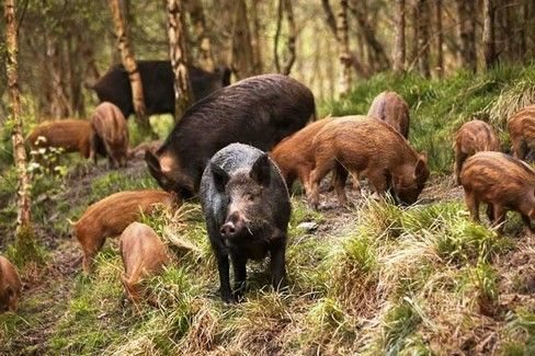 Gli agricoltori organizzano convegno ed escludono gli ambientalisti: è polemica