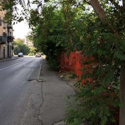 Paracchi, la fermata del bus sembra una foresta