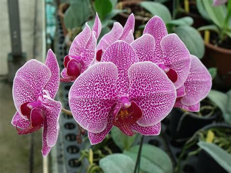 Autunno e Flor: alcuni consigli per le vostre piante e la rassegna florovivaistica torinese