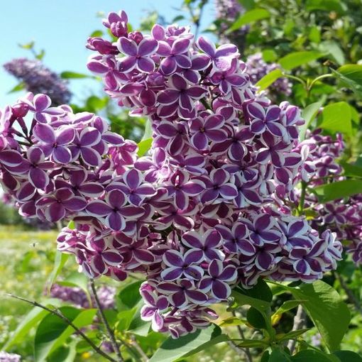 Fiori