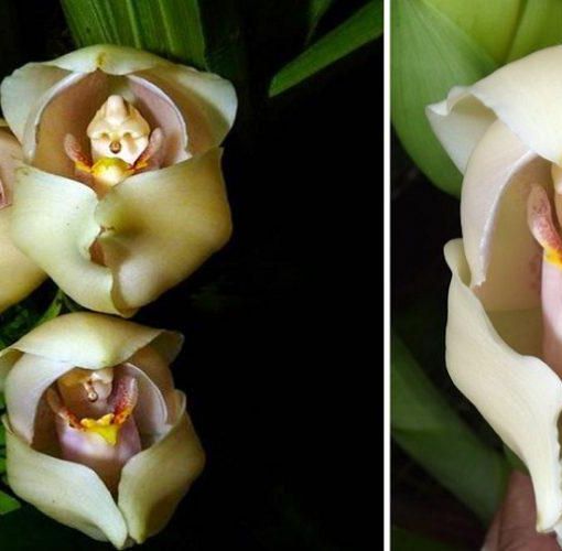 Fiori che dimenticano di essere fiori