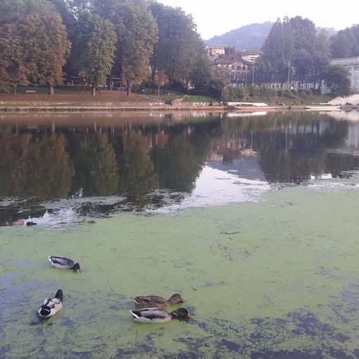 Domani sradicamento a mano delle alghe del Po: foto e video del fiume prima dell'intervento