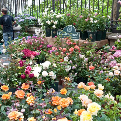 Da venerdì a Torino torna l'appuntamento con Flor, la mostra mercato nel cuore della città