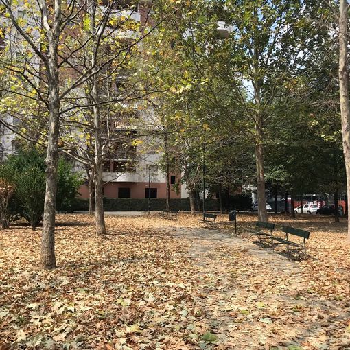 Con l'autunno partita la raccolta foglie per le strade di Torino: fino a 25 squadre di lavoro