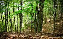 Foreste del Piemonte, Uncem conferma l'accordo con Ipla per la gestione