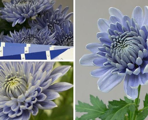 Crisantemi, fiore dell’imperatore, simbolo di pace, vita e felicità