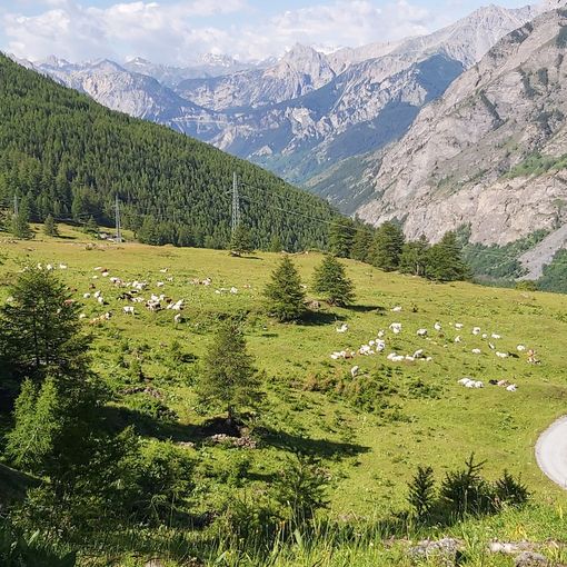 Bardonecchia, riapre la Decauville
