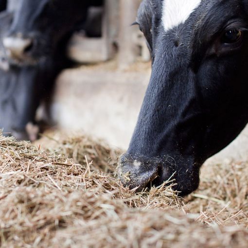 Le mucche sane e genuine di Cascina Fontanacervo pascolano a Degusté