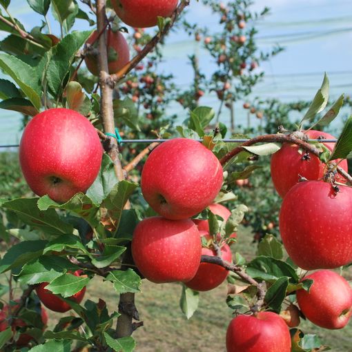 frutti-di-melo-tessa-campo-di-sperimentazione-varietale-della-fondazione-agrion-manta-fonte-agrion-
