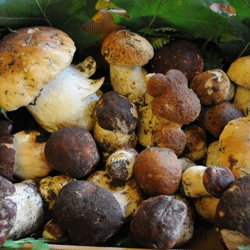 Moncalieri, fino a lunedì 23 &quot;alla scoperta dei funghi&quot; in una mostra alla cascina Le Vallere