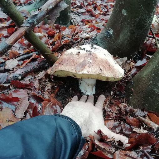 Unione Montana Valle Susa: arrivano i voucher giornalieri per la raccolta funghi