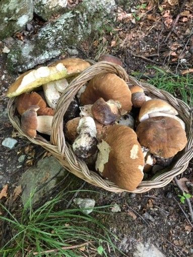 Con le piogge è boom di funghi, Coldiretti: &quot;Il clima dei prossimi giorni farà la differenza&quot;
