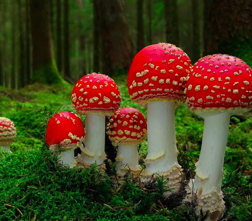 Funghi velenosi, un breve excursus