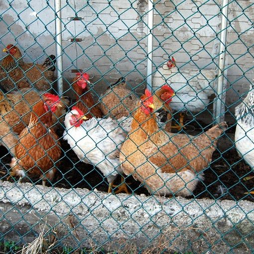 &quot;L'80% delle galline ovaiole piemontesi cresce già a terra&quot;