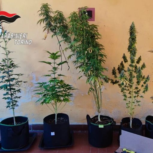 Coltivava ganja in casa con piante di un metro e mezzo: scoperta una serra artigianale a San Benigno Canavese