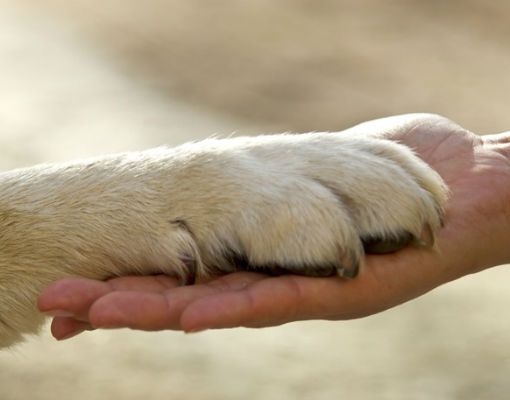 Il Consiglio Regionale del Piemonte accoglie il convegno “Tutela a 4 zampe, fare rete per gli animali”