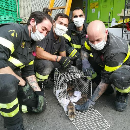 Torino, gattini scivolano nell'intercapedine di un muro: salvati dai vigili del fuoco