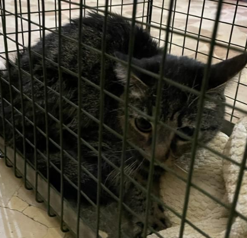 Gatto in una gabbietta