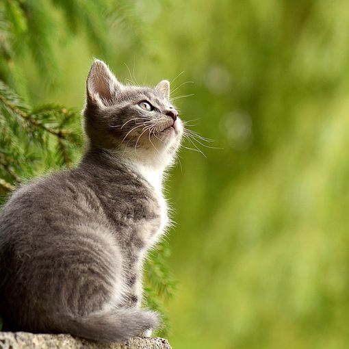 Oggi è la giornata nazionale del gatto: al via il nostro primo contest felino