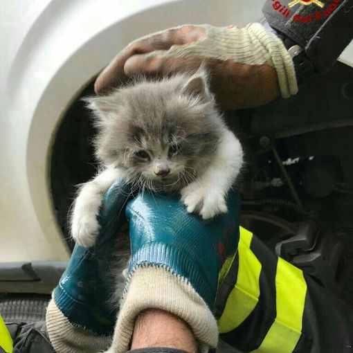 Immagine d'archivio del salvataggio di un gattino
