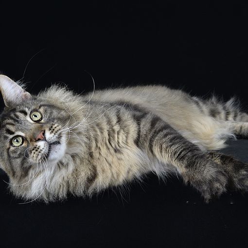 I gatti più belli del mondo si danno appuntamento nel fine settimana a Torino