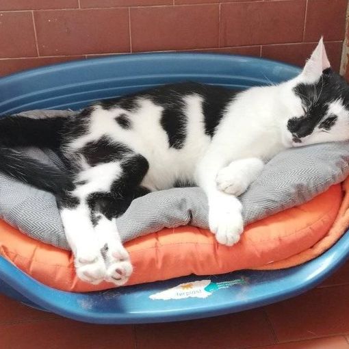 Felix, il gatto del Moi, dopo tre mesi è ancora in cerca di una famiglia