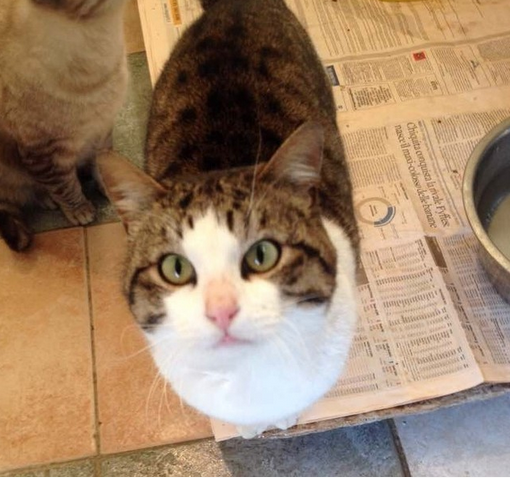 Oggi è la festa del gatto