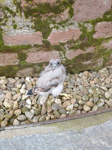 Piccolo rapace intrappolato nel grattacielo della Regione &quot;salvato&quot; dai tecnici del Canc di Gugliasco [VIDEO]