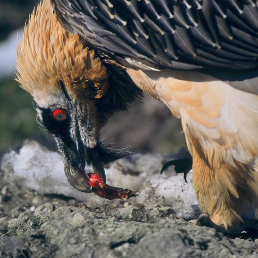 Parco Nazionale del Gran Paradiso, nato un piccolo gipeto (VIDEO)