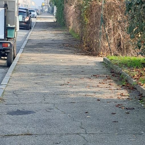 La giungla urbana della Circoscrizione 6: &quot;Verde fuori controllo e marciapiedi danneggiati&quot;