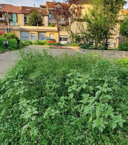 Verde pubblico, l'allarme della Circoscrizione 4