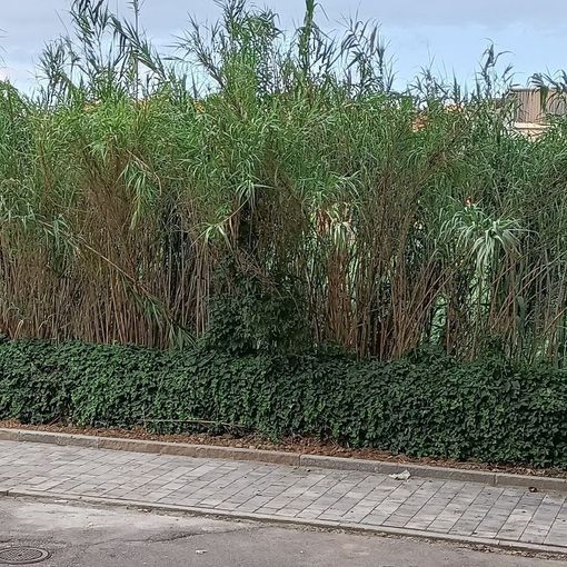 La 'giungla' lungo le sponde del Sangone accende la rabbia dei residenti di Borgo San Pietro