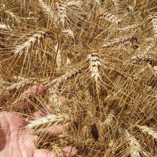 Grano in calo del 30% nel torinese. Si salvano le filiere di qualità come il Gran dij Bric