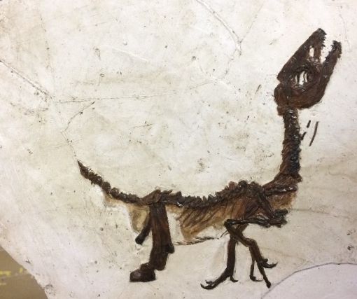 Cretaceo kids, la mostra che avvicina i bambini alla paleontologia