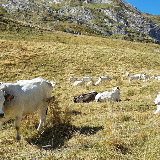 Alpegggi, Coldiretti: &quot;Nella valli torinesi inizia a scarseggiare l'erba&quot;