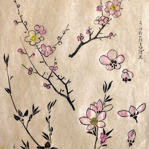 &quot;Fiori di ciliegio&quot;, Kono Barei