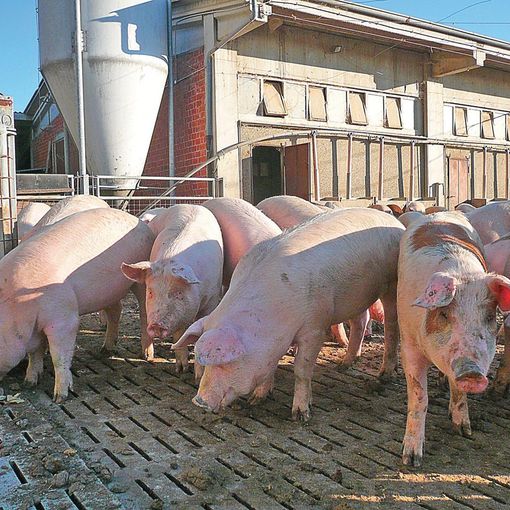 Suini, accolta la richiesta di Confagricoltura per accorpare i controlli per le partite fuori peso