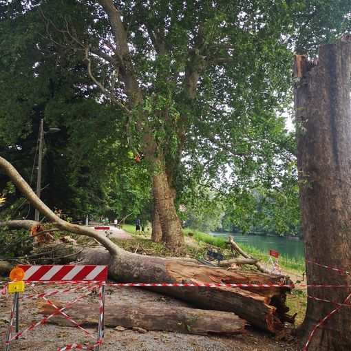 albero caduto sul lungo po